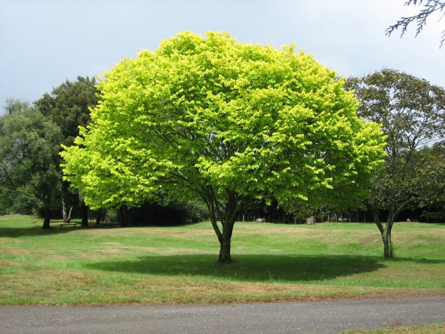 The GBCA happy with urban forest investment