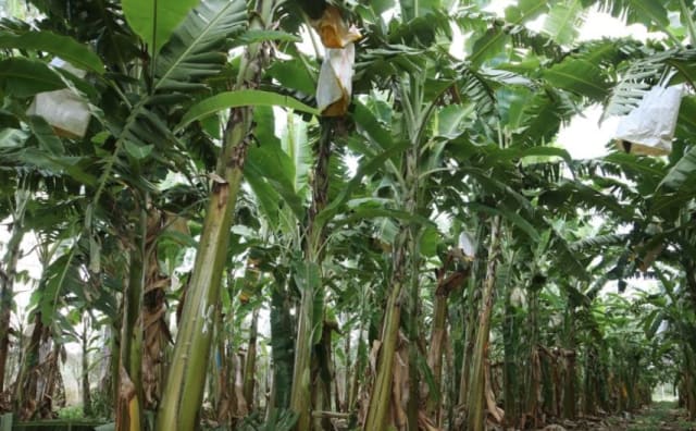 Cairns region sees the resurgence of the banana farm market: HTW Rural