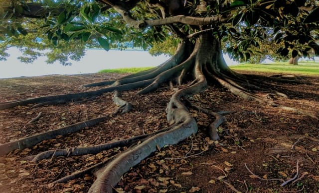 Tree change and hinterland property markets back in vogue: Tim Lawless 