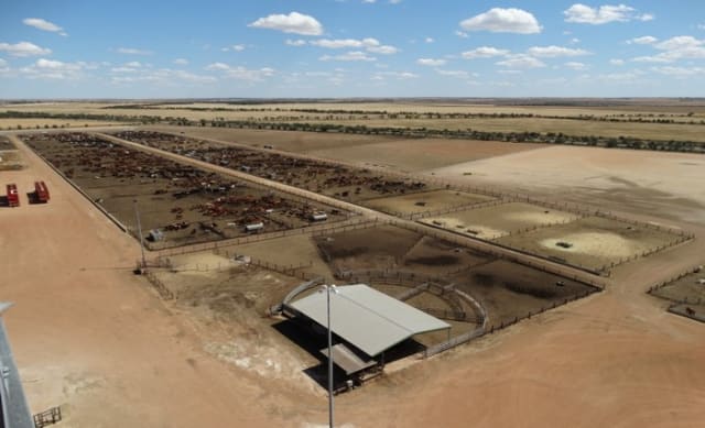 Modern Burakin beef cattle feedlot WestBeef listed