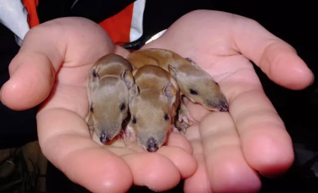 Bandicoots live among us in Melbourne