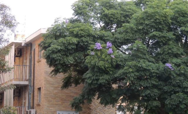 Blooming jacarandas accompany unusually late Autumn property sales burst: He Said/She Said