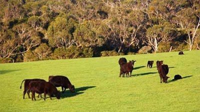 Historic Moorunga farm seeking $17 million-plus offers