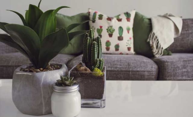 Pot plants rank among Australians' most treasured household possessions