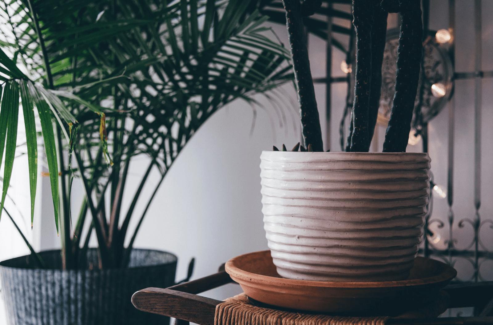 10 Benefits of Having Plants in the House