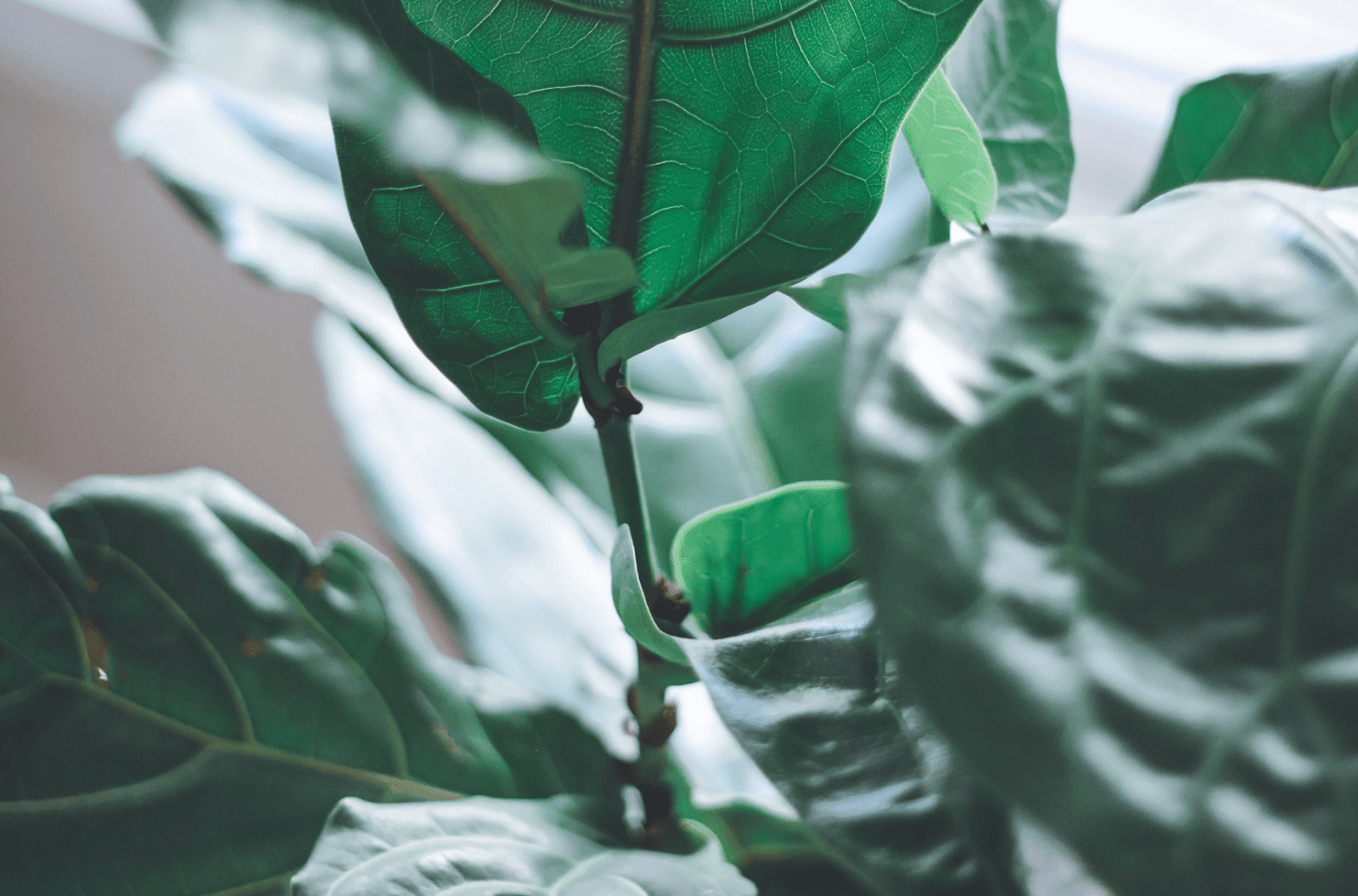 10 Benefits of Having Plants in the House