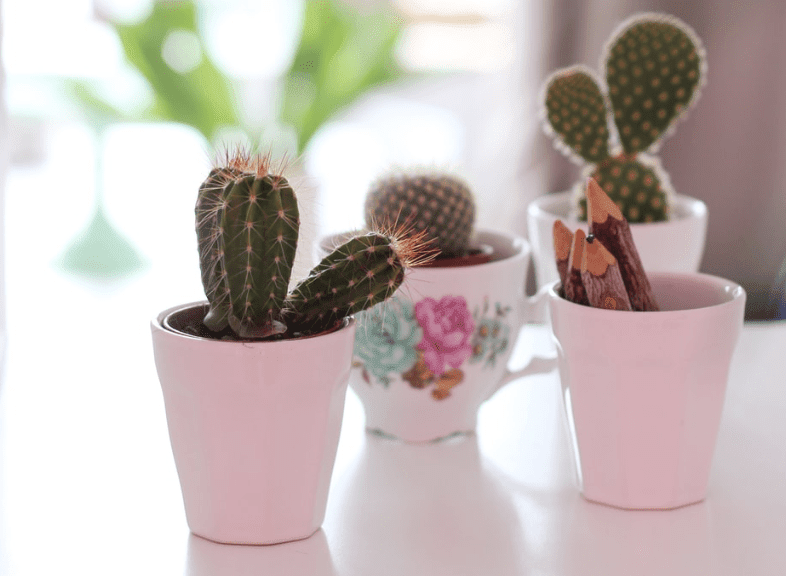 10 Benefits of Having Plants in the House
