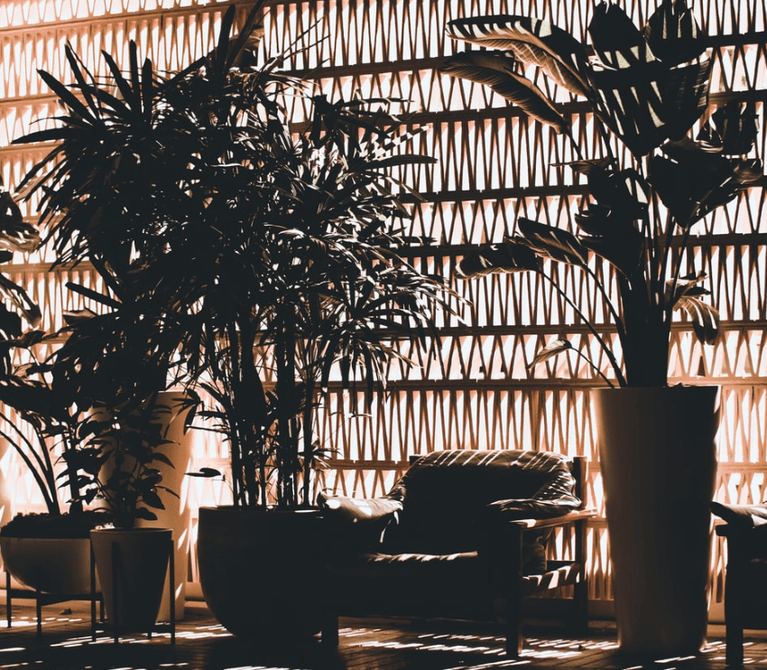 10 Benefits of Having Plants in the House