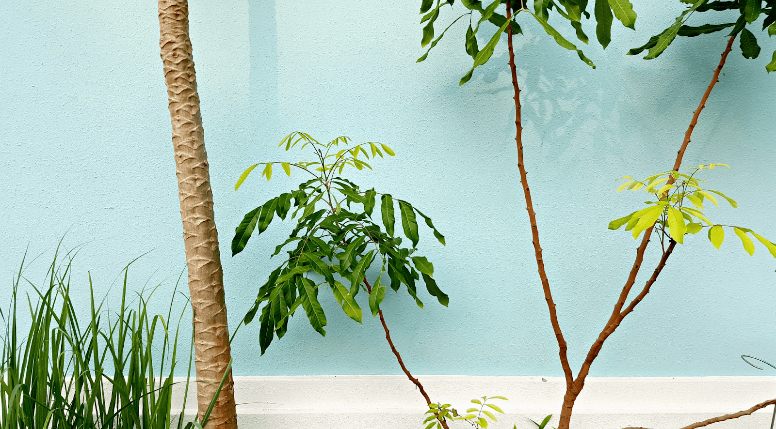 10 Benefits of Having Plants in the House