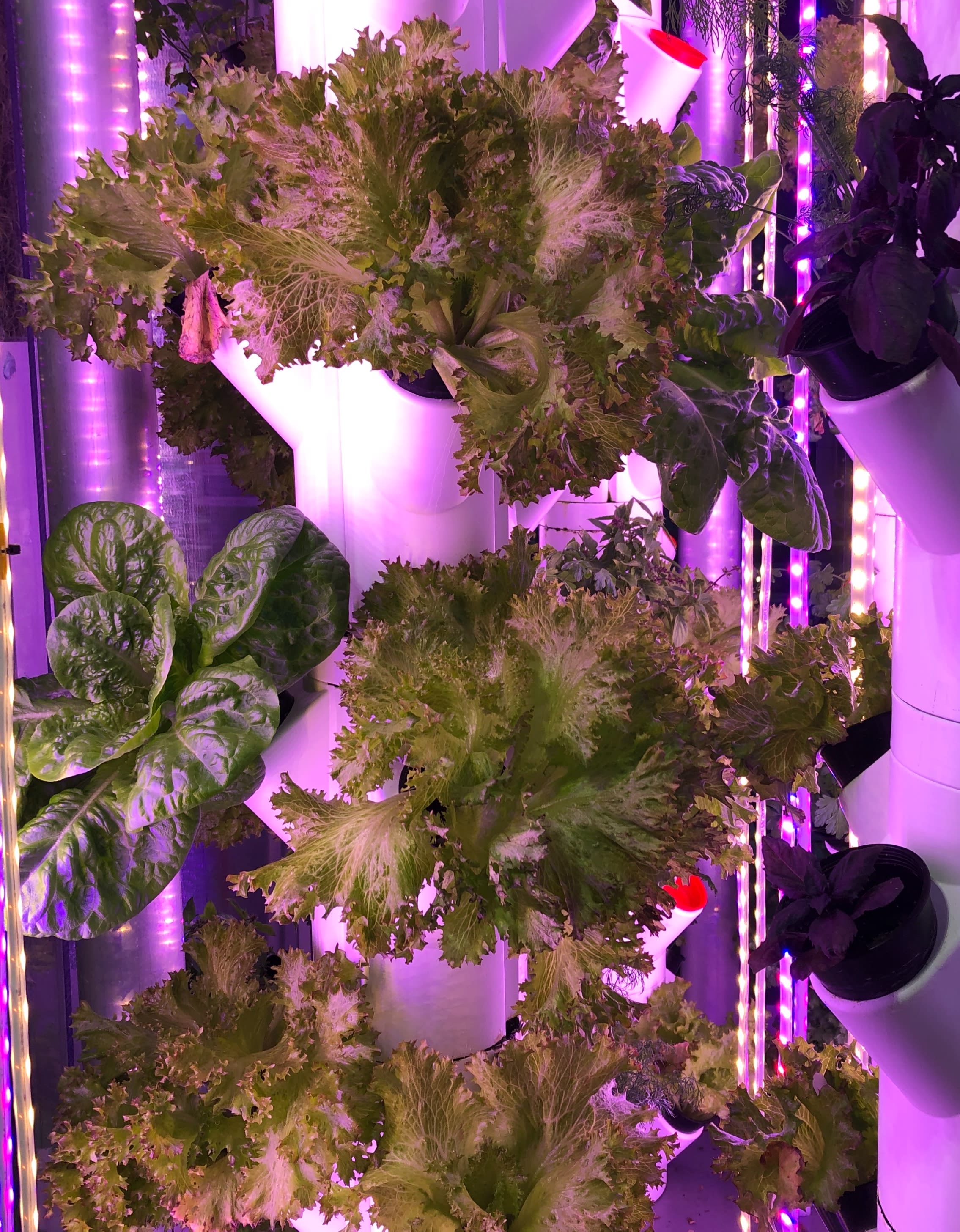 High-yield produce gardens with next-to-no maintenance are set to enhance apartment living in Australia