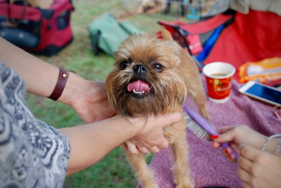 Credit: Abbie Love Moving into an apartment with pets? Here's how to keep them safe and happy