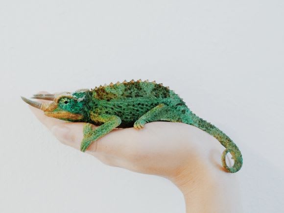 Credit: Amy Humphries Moving into an apartment with pets? Here's how to keep them safe and happy