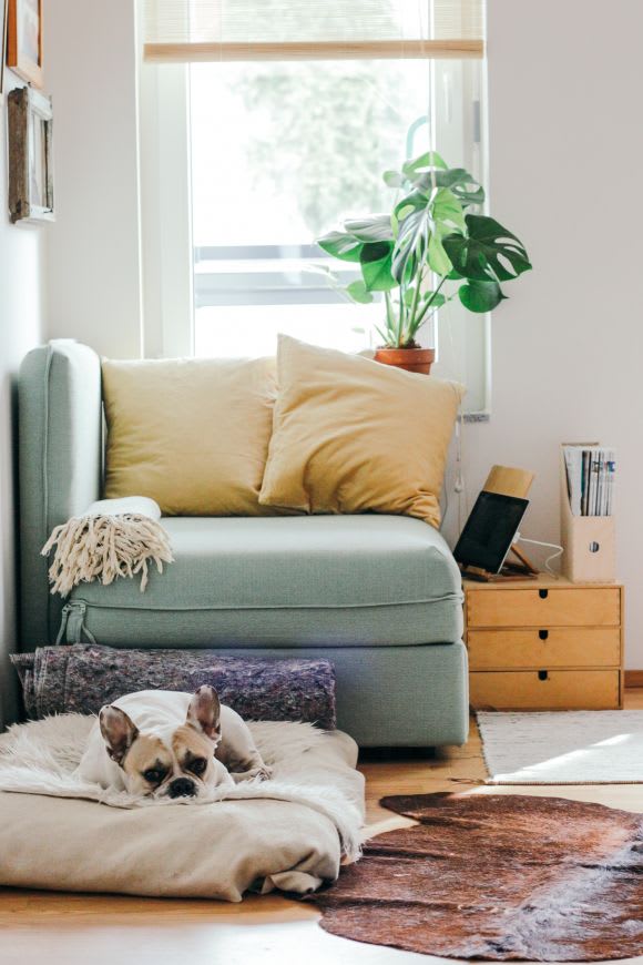 owner-occupier