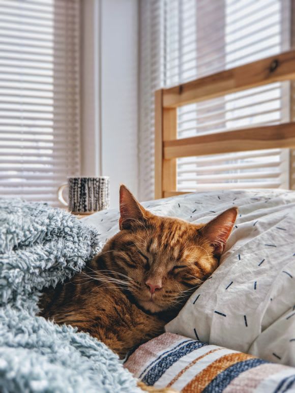 Credit: Iz and Phil Moving into an apartment with pets? Here's how to keep them safe and happy