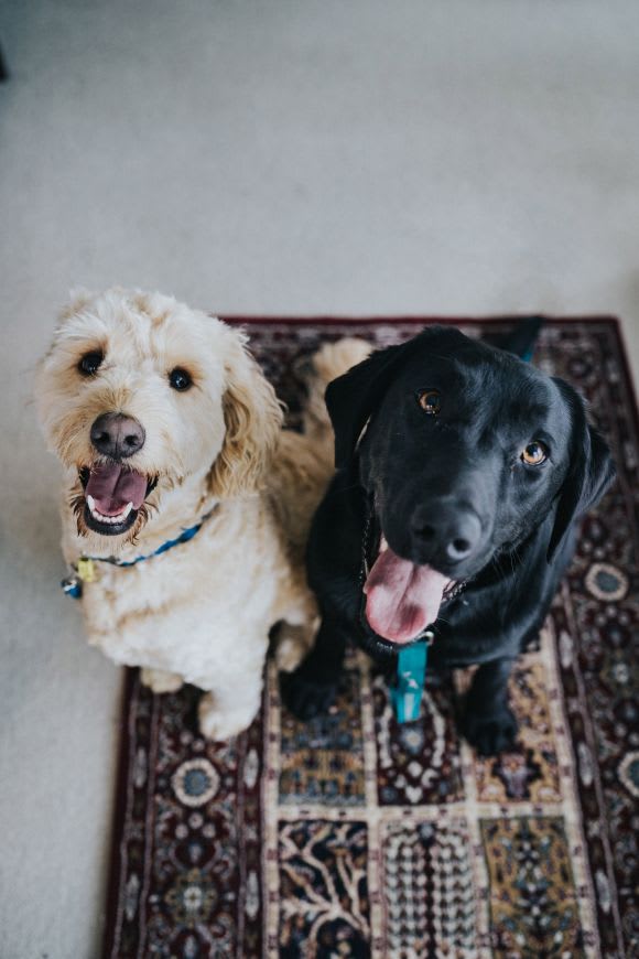 Credit: Jay Wennington Moving into an apartment with pets? Here's how to keep them safe and happy