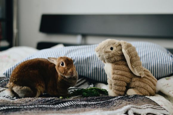 Credit: Jennifer Chen Moving into an apartment with pets? Here's how to keep them safe and happy