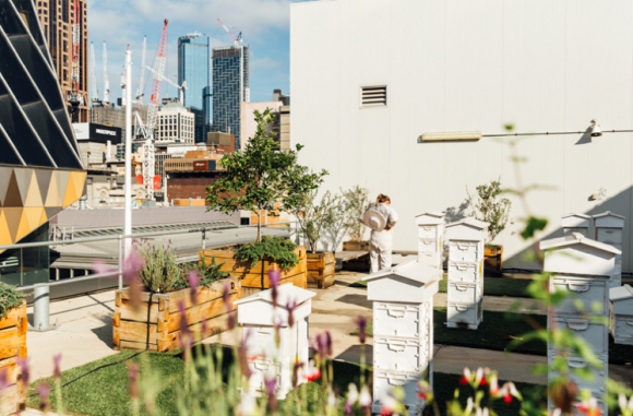 Melbourne City Rooftop honey hives in action above the busy city streets. Credit: The Urban List Plan Bee: everything you need to know about urban beekeeping