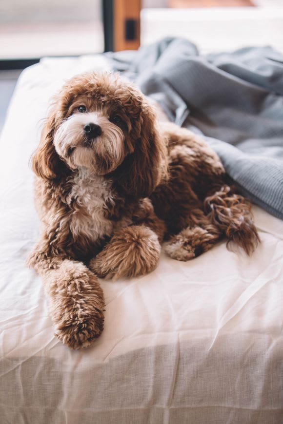 Credit: Roberto Nickson Moving into an apartment with pets? Here's how to keep them safe and happy