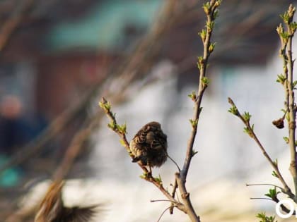 В Омск пришло похолодание