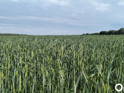 Из-за засухи в Новосибирской области ожидается снижение урожая зерновых на 35%