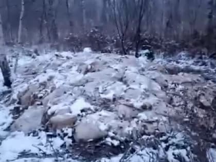 Две тонны свиных шкур подбросили к элитному посёлку под Новосибирском