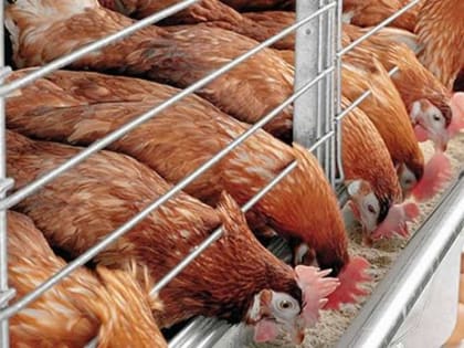 Почему в омских магазинах дорожает курятина?