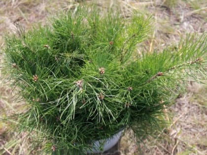 В Омской области высадят 333 тысячи деревьев в рамках акции «Сад памяти»