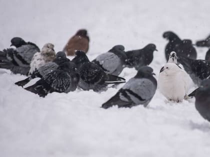 Погода в Омске огорошит перепадами температуры в 10-15 градусов