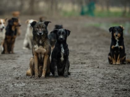 В России предлагают не выпускать бездомных собак из приютов