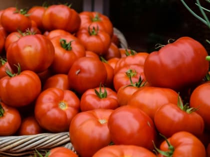 В Омске уничтожили 20 тонн томатов из-за опасного вируса