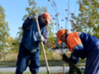 Городские озеленители высадят на Иртышской Набережной 600 кустов барбариса и кизильника