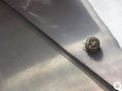 В Омской области появится горячая линия по клещевому энцефалиту