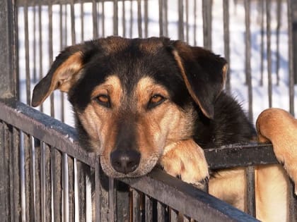 Подопечные омского приюта «Друг» рискуют остаться голодными