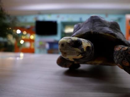 "Была сова с черепно-мозговой травмой, мы её вылечили". Интервью с врачом-экзотологом  