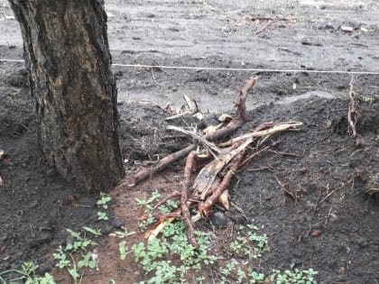 При благоустройстве Театрального сквера в центре Омска повредили лиственницы