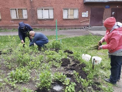 «Посадили цветы - ромашки»