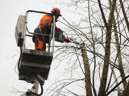 Кронирование деревьев