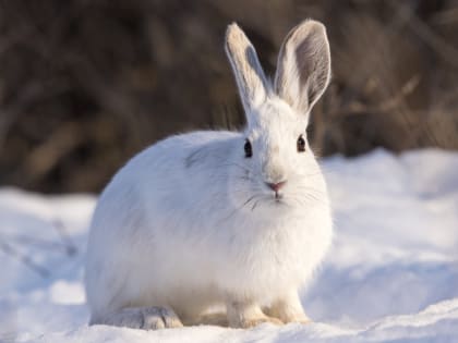 Туляремия в Омской области: два случая заражения за год