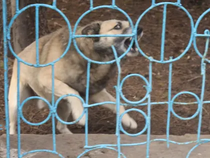 В Омской области ввели карантин из-за смертельной инфекции