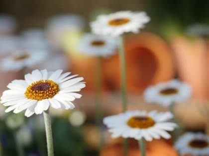 На Омскую область надвигается антициклон