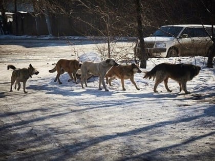 Правила отлова собак