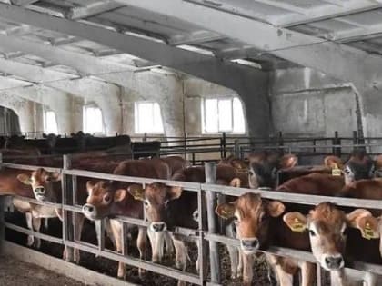 В Омской области обнаружили предприятие-«призрак», выпускающее молочную продукцию «без сырья»