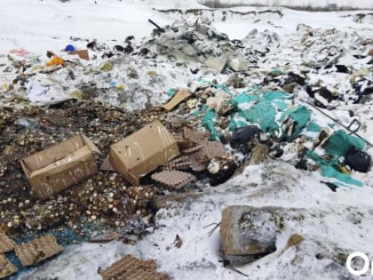 Яйца на омской свалке заинтересовали Госдуму: там считают, что они могут быть импортными