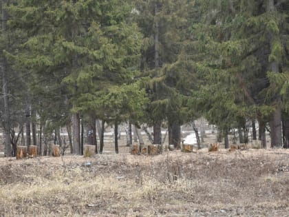 Этой весной клещи покусали уже пятерых омичей