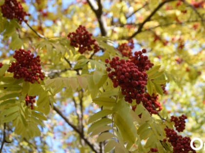 В регионе наступило бабье лето