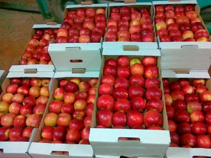 На полигоне в Омской области уничтожили 20 тонн яблок
