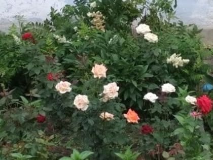 Говорим СПАСИБО