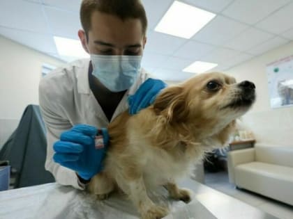 Депутаты предложили ввести налоговый вычет за лечение домашних животных