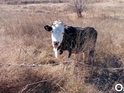 В Омской области распространилась болезнь, вызывающая опухоли
