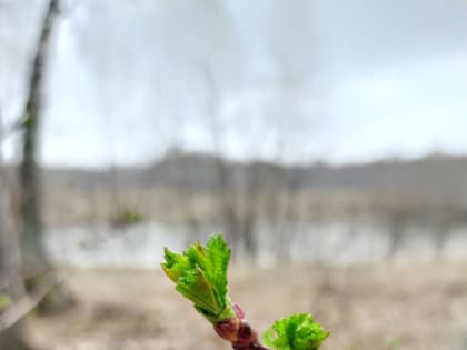 Весеннее тепло придет в Омскую область, но с двумя неприятными нюансами